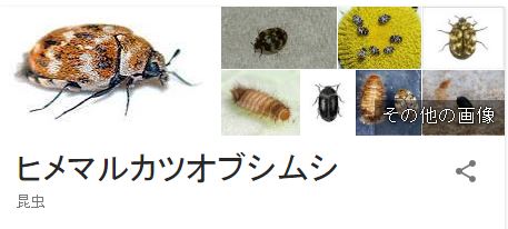 画像 動画あり ヒメマルカツオブシムシの幼虫や成虫の発生原因と駆除方法 スウィッチ